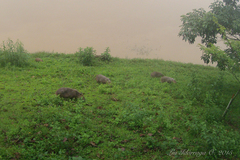 Hydrochoerus hydrochaeris