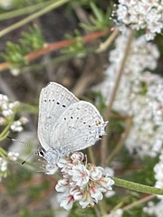 Satyrium sylvinus desertorum