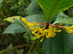 Palicourea anderssoniana