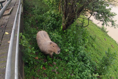 Hydrochoerus hydrochaeris