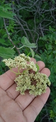 Parthenium tomentosum