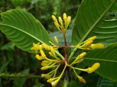 Palicourea anderssoniana