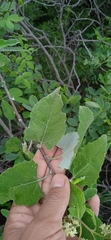 Parthenium tomentosum
