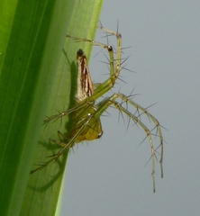 Oxyopes javanus