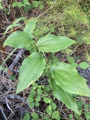 Prosartes trachycarpa