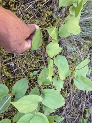 Prosartes trachycarpa