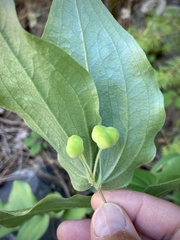 Prosartes trachycarpa