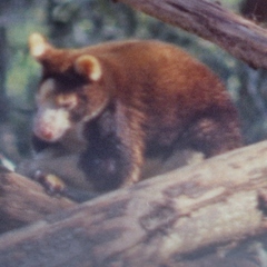 Dendrolagus dorianus