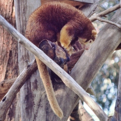 Dendrolagus dorianus