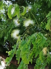 Albizia lebbeck