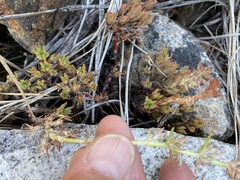 Sedum stenopetalum