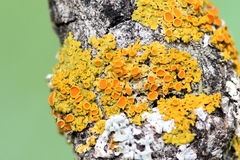 Xanthomendoza montana