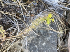 Sedum stenopetalum