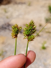 Carex adusta