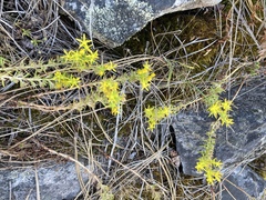 Sedum stenopetalum