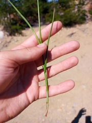 Carex adusta