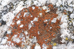 Rufoplaca arenaria