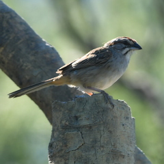 Rhynchospiza strigiceps