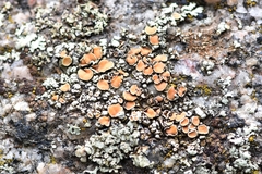 Rhizoplaca subdiscrepans