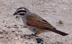 Emberiza capensis