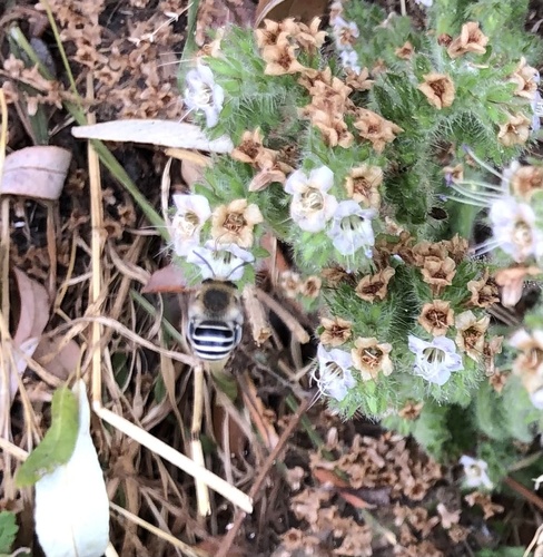 photo of California Digger Bee (Anthophora californica)