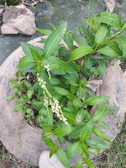 Fontanesia phillyreoides