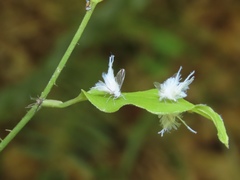 Neoprociphilus aceris