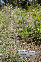 Penstemon humilis