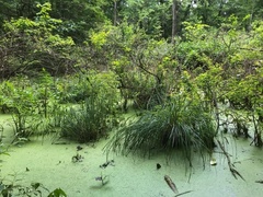 Carex decomposita