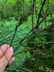 Carex decomposita