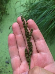 Carex decomposita