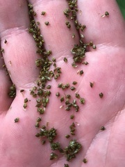 Carex decomposita