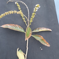 Citharexylum montanum