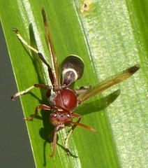 Polistes brunus