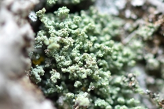 Leprocaulon americanum