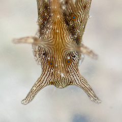 Stylocheilus striatus