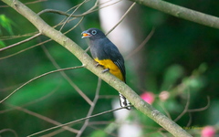 Trogon