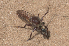 Proctacanthus hinei