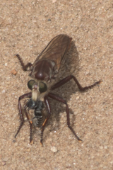 Proctacanthus hinei