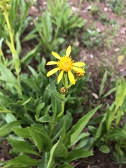 Senecio crassulus