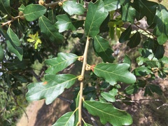 Quercus sinuata sinuata