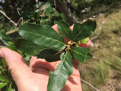 Quercus sinuata sinuata