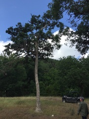 Quercus sinuata sinuata