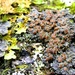 Pannaria rubiginosa - Photo (c) Annelie Burghause, μερικά δικαιώματα διατηρούνται (CC BY-NC-SA)