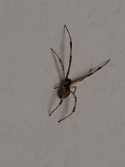 Theridiidae