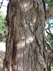 Quercus sinuata sinuata