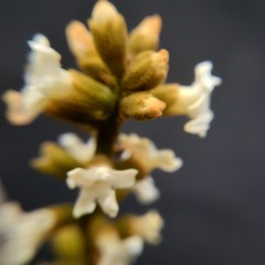 Citharexylum montanum