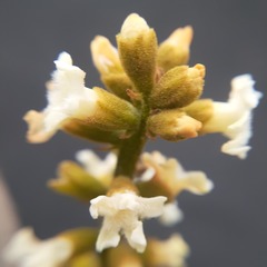 Citharexylum montanum