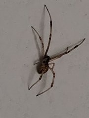 Theridiidae