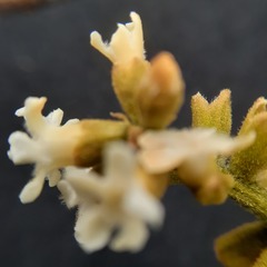 Citharexylum montanum